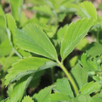 Scharlacherdbeere (Samen)