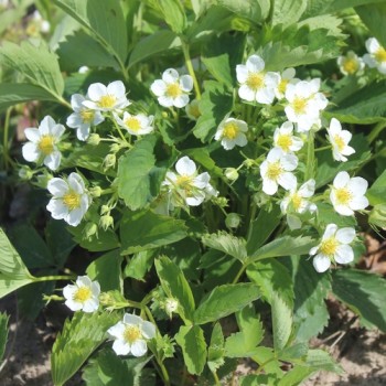 Scharlacherdbeere Domkapitel Wurzen (Pflanze)