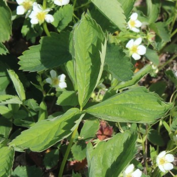 Scharlacherdbeere Domkapitel Wurzen (Pflanze)