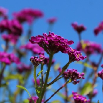 Schleifenblume Cardinal (Samen)