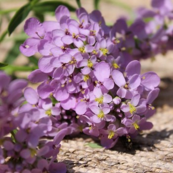 Schleifenblume Lilacina (Samen)