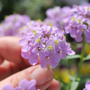 Schleifenblume Lilacina (Samen)