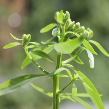 Schleifenblume Lilacina (Samen)