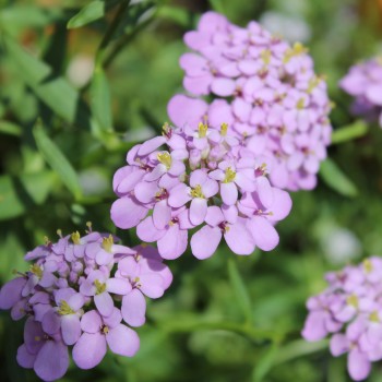 Schleifenblume Lilacina (Samen)