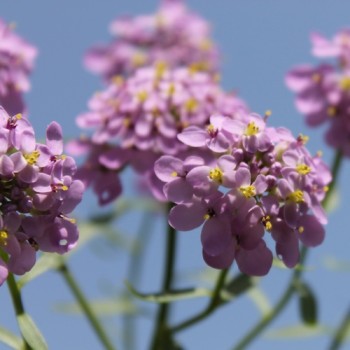 Schleifenblume Lilacina (Samen)