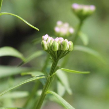Schleifenblume Lilacina (Samen)