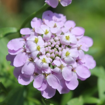 Schleifenblume Lilacina (Samen)