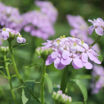 Schleifenblume Lilacina (Samen)