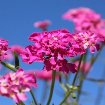Schleifenblume Red Flash (Samen)