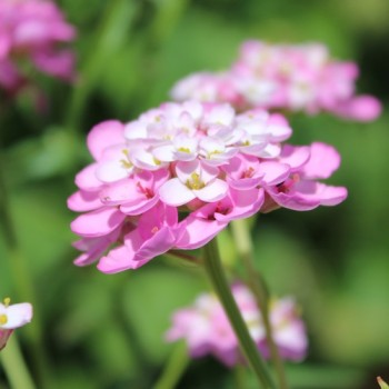 Schleifenblume Rose Cardinal (Samen)