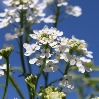 Schleifenblume White Flash (Samen)
