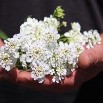 Schleifenblume White Flash (Samen)