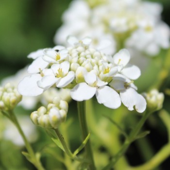 Schleifenblume White Flash (Samen)