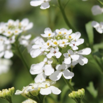 Schleifenblume White Flash (Samen)