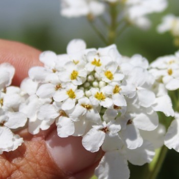 Schleifenblume White Flash (Samen)
