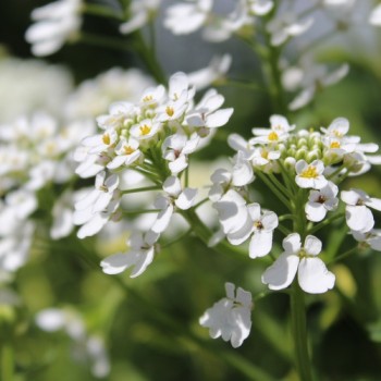 Schleifenblume White Flash (Samen)