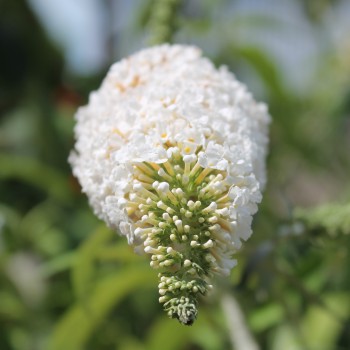 Schmetterlingsflieder White Bouquet (Samen)