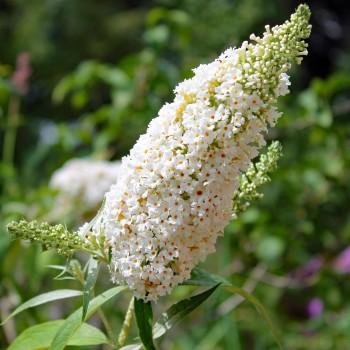Schmetterlingsflieder White Bouquet (Samen)
