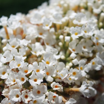 Schmetterlingsflieder White Bouquet (Samen)