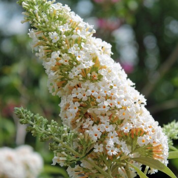 Schmetterlingsflieder White Bouquet (Samen)