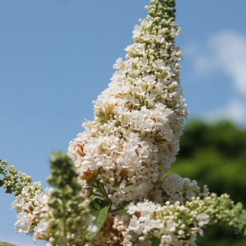 Schmetterlingsflieder White Bouquet (Samen)