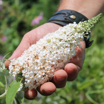Schmetterlingsflieder White Bouquet (Samen)