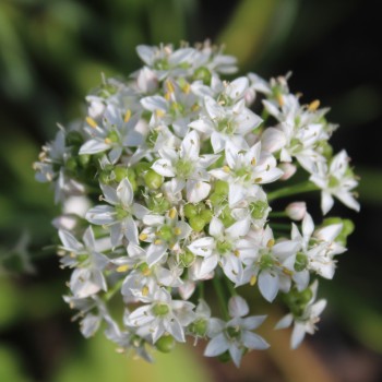 Schnittknoblauch (Samen)