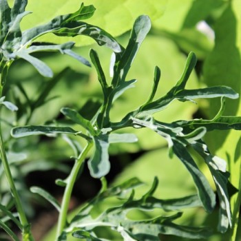 - Kopie - Kopie - Kopie