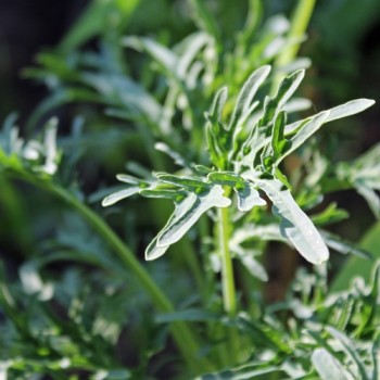 - Kopie - Kopie - Kopie