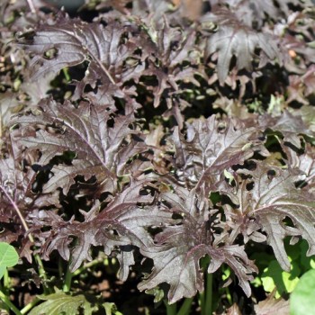 - Kopie - Kopie - Kopie - Kopie