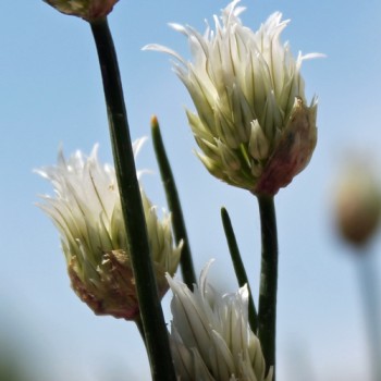 Schnittlauch Bing Bong (Pflanze)