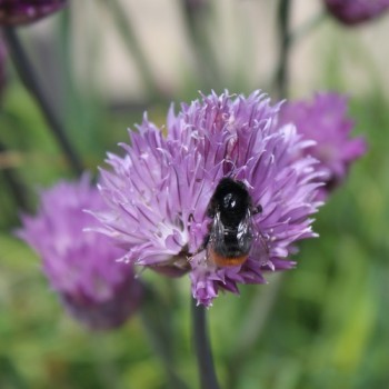 Schnittlauch Broad Leaf (Pflanze)