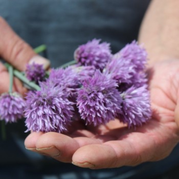 Schnittlauch Broad Leaf (Pflanze)