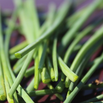 Schnittlauch Cassis Ice (Pflanze)