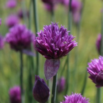 Schnittlauch Cassis Ice (Pflanze)