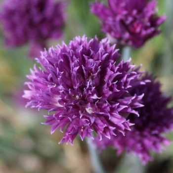 Schnittlauch Cassis Ice (Pflanze)