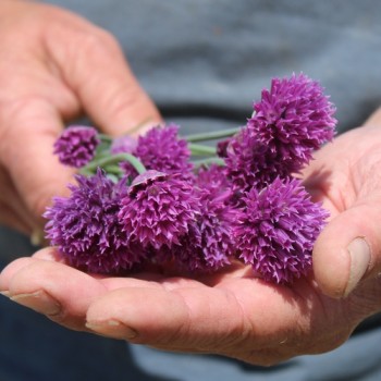 Schnittlauch Cassis Ice (Pflanze)