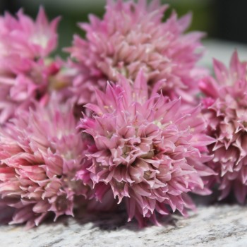 Schnittlauch Rose Water (Pflanze)