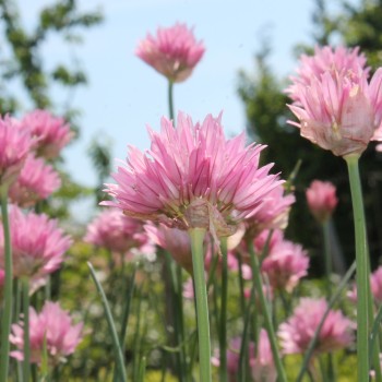 Schnittlauch Rose Water (Pflanze)