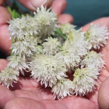 Schnittlauch White Bere (Pflanze)