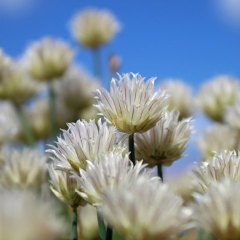 Schnittlauch White Bere (Pflanze)