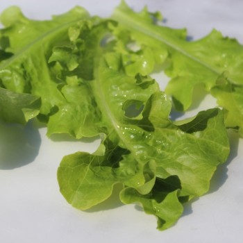 Salat Bionda a foglia di quercia (Samen)