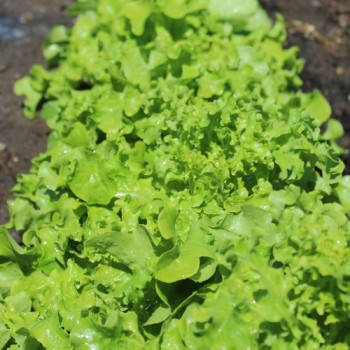 Salat Bionda a foglia di quercia (Samen)