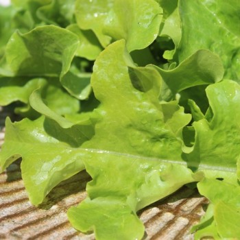 Salat Bionda a foglia di quercia (Samen)