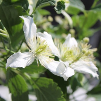 Schokoladenduftclematis (Pflanze)