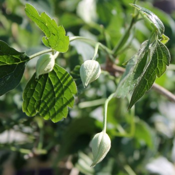 Schokoladenduftclematis (Pflanze)