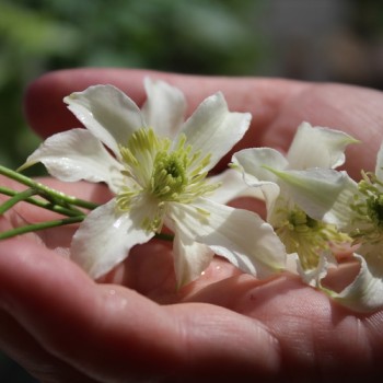 Schokoladenduftclematis (Pflanze)