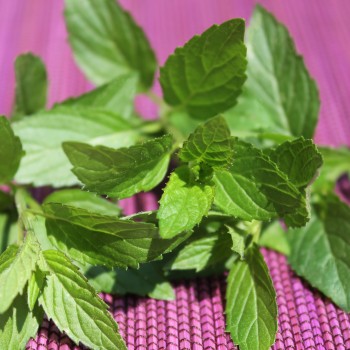 Schokoladenminze