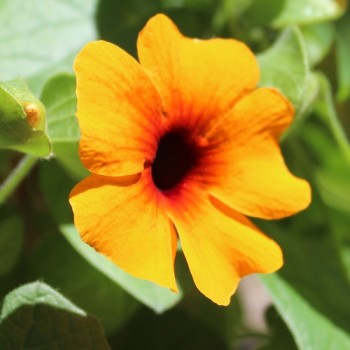 Schwarzäugige Susanne Orange Eye (Samen)