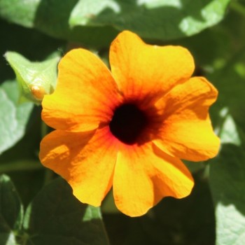 Schwarzäugige Susanne Orange Eye (Samen)